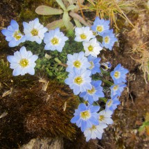 Beautiful flower between Laguna Glaciar and Laguna Chillata (at 4800 meters sea-level!)
